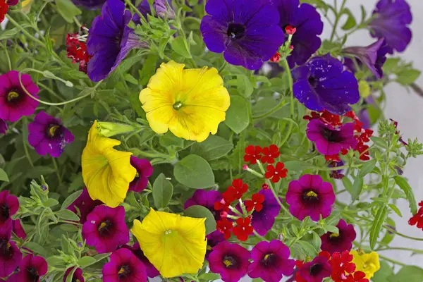 Seferberli pencere ve balkonlar için çiçek aranjmanları, Milyon Bells (Calibrachoa), lobelia ve verbenas. Seyirciler için bir zevk..