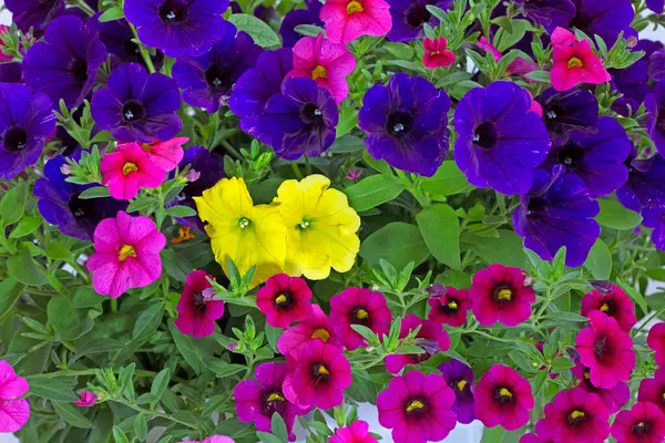 Seferberli pencere ve balkonlar için çiçek aranjmanları, Milyon Bells (Calibrachoa), lobelia ve verbenas. Seyirciler için bir zevk..