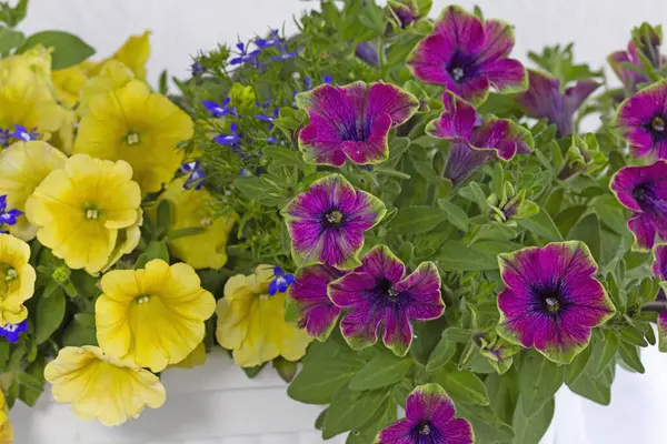 Surfinia (petunya) Çay Mor Yeşil Sınır 'a lobelia ve sarı surfinia eşlik eder.