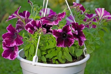 Petunia grandiflora Go! Peunia Cosmic Pink. Surfinia (Petunia) is a flowing plant suitable for gardening, with rich, special flowers!