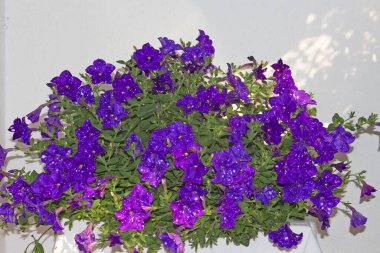 Güzel Benekli Petunya Gece Gökyüzü Çiçekleri. Petunia Gece Gökyüzü 'nün eşsiz mor benekli çiçeklerinin doğal bir şekilde yakın plan görüntüsü.