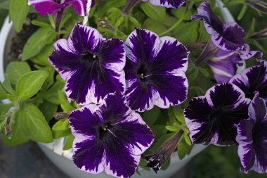 Petunia Çılgınlığı Kozmik Menekşe. Kozmik Violet, Kara Mamba 'nın en popüler renklerinden biri olan mutasyonudur. .