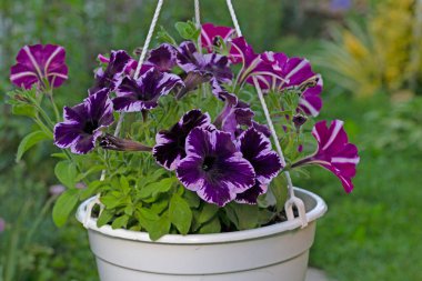 Petunia Çılgınlığı Kozmik Menekşe. Kozmik Violet, Kara Mamba 'nın en popüler renklerinden biri olan mutasyonudur. .