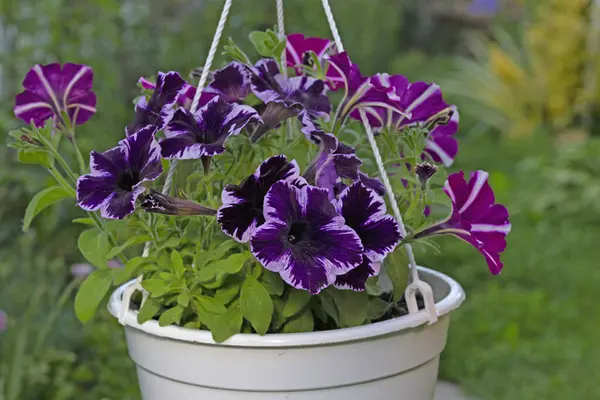 Petunia Çılgınlığı Kozmik Menekşe. Kozmik Violet, Kara Mamba 'nın en popüler renklerinden biri olan mutasyonudur. .