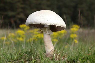 Agaricus arvensis, günah. Psalliota arvensis, mantargiller (Agaricus) familyasından bir mantar türü..