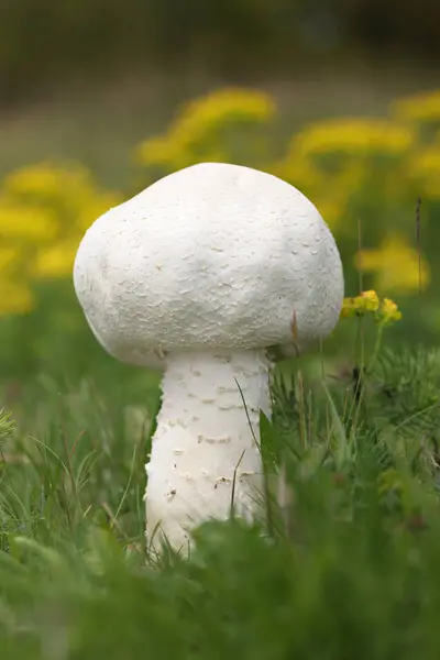 Agaricus arvensis, günah. Psalliota arvensis, mantargiller (Agaricus) familyasından bir mantar türü..