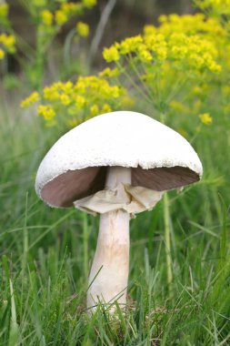 Çimen tarlasında at mantarı. Agaricus arvensis mantarı. Makro fotoğraf. - Evet. Yüksek kalite fotoğraf