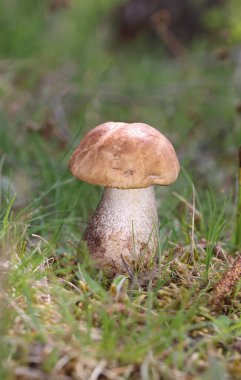 Leccinum scabrum, Boletaceae familyasından bir mantar türüdür ve eskiden Boletus Scalaber olarak sınıflandırılmıştır..