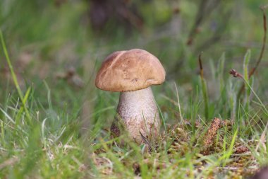 Leccinum scabrum, Boletaceae familyasından bir mantar türüdür ve eskiden Boletus Scalaber olarak sınıflandırılmıştır..