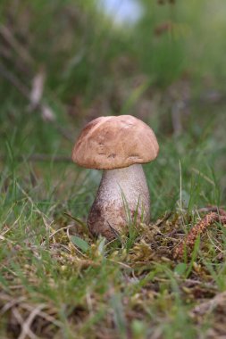 Leccinum scabrum, Boletaceae familyasından bir mantar türüdür ve eskiden Boletus Scalaber olarak sınıflandırılmıştır..