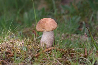 Leccinum scabrum, Boletaceae familyasından bir mantar türüdür ve eskiden Boletus Scalaber olarak sınıflandırılmıştır..