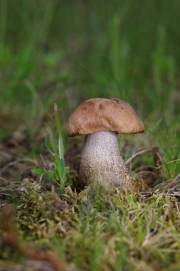 Leccinum scabrum, Boletaceae familyasından bir mantar türüdür ve eskiden Boletus Scalaber olarak sınıflandırılmıştır..