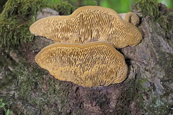 Güzel bej renkli gözenekli ağaç mantarı Daedalea quercina 'ya yakın plan. Gri kütüğün üzerindeki meşe labirenti ya da labirent mantarı olarak da bilinir. Doğadan orijinal tasarım. Seçici odak
