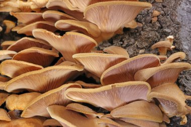 Bir kütük üzerinde peluş mantar. Bir kütük üzerinde büyümüş bir grup mantar. Bahar. Yakın çekim. Lentinus strigosus (Panus rudis), Polyporaceae familyasından bir mantar türü.. 