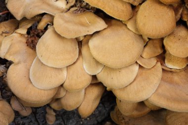 Bir kütük üzerinde peluş mantar. Bir kütük üzerinde büyümüş bir grup mantar. Bahar. Yakın çekim. Lentinus strigosus (Panus rudis), Polyporaceae familyasından bir mantar türü.. 