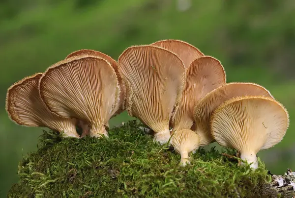Bir kütük üzerinde peluş mantar. Bir kütük üzerinde büyümüş bir grup mantar. Bahar. Yakın çekim. Lentinus strigosus (Panus rudis), Polyporaceae familyasından bir mantar türü.. 
