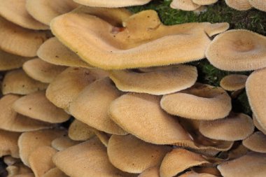 Bir kütük üzerinde peluş mantar. Bir kütük üzerinde büyümüş bir grup mantar. Bahar. Yakın çekim. Lentinus strigosus (Panus rudis), Polyporaceae familyasından bir mantar türü.. 