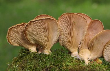 Bir kütük üzerinde peluş mantar. Bir kütük üzerinde büyümüş bir grup mantar. Bahar. Yakın çekim. Lentinus strigosus (Panus rudis), Polyporaceae familyasından bir mantar türü.. 