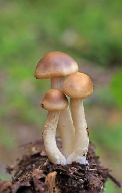 Agrocybe praecox genellikle bahar kapağı, bahar agrocybe veya erken agrocybe olarak bilinir. Grogrocybe praecox, orman ve bahçelerde yılın başlarında ortaya çıkan kahverengi-sporlu mantar türüdür. 