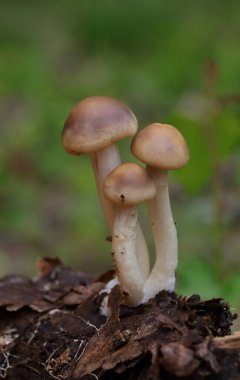 Agrocybe praecox genellikle bahar kapağı, bahar agrocybe veya erken agrocybe olarak bilinir. Grogrocybe praecox, orman ve bahçelerde yılın başlarında ortaya çıkan kahverengi-sporlu mantar türüdür. 