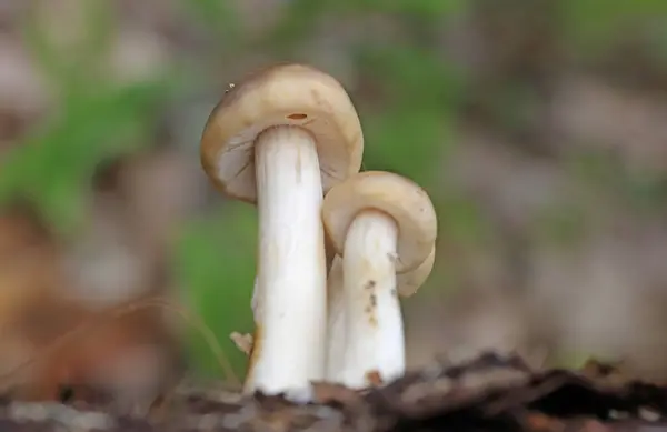 Agrocybe praecox genellikle bahar kapağı, bahar agrocybe veya erken agrocybe olarak bilinir. Grogrocybe praecox, orman ve bahçelerde yılın başlarında ortaya çıkan kahverengi-sporlu mantar türüdür. 