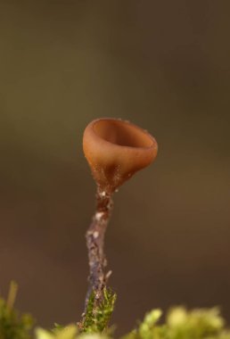 Güzel fincanlar Dumontinia tuberosa (syn. Sclerotinia tuberosa) Anemone nemorosa, Anemone ranuncoloides ve Ranunculus ficaria soğanlarını parazit yapan küçük bir ascomycete..