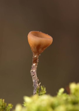 Güzel fincanlar Dumontinia tuberosa (syn. Sclerotinia tuberosa) Anemone nemorosa, Anemone ranuncoloides ve Ranunculus ficaria soğanlarını parazit yapan küçük bir ascomycete..