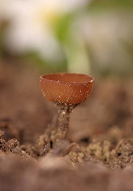 Güzel fincanlar Dumontinia tuberosa (syn. Sclerotinia tuberosa) Anemone nemorosa, Anemone ranuncoloides ve Ranunculus ficaria soğanlarını parazit yapan küçük bir ascomycete..