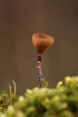 Güzel fincanlar Dumontinia tuberosa (syn. Sclerotinia tuberosa) Anemone nemorosa, Anemone ranuncoloides ve Ranunculus ficaria soğanlarını parazit yapan küçük bir ascomycete..