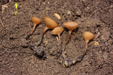 Güzel fincanlar Dumontinia tuberosa (syn. Sclerotinia tuberosa) Anemone nemorosa, Anemone ranuncoloides ve Ranunculus ficaria soğanlarını parazit yapan küçük bir ascomycete..