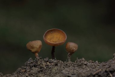 Güzel fincanlar Dumontinia tuberosa (syn. Sclerotinia tuberosa) Anemone nemorosa, Anemone ranuncoloides ve Ranunculus ficaria soğanlarını parazit yapan küçük bir ascomycete..