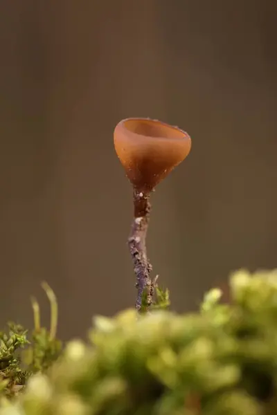 Güzel fincanlar Dumontinia tuberosa (syn. Sclerotinia tuberosa) Anemone nemorosa, Anemone ranuncoloides ve Ranunculus ficaria soğanlarını parazit yapan küçük bir ascomycete..