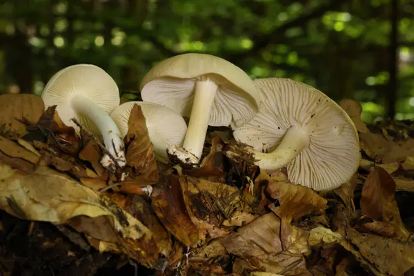 Ossicaulis lignatilis, Lyophyllaceaia familyasına ait bir mantar türüdür. Çan şeklinde, genellikle 4 cm çapında ve ince saplı bir mantar türüdür.