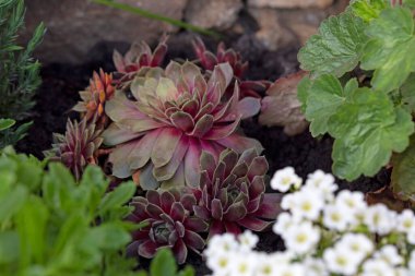 Bir Sempervivum arachnoideum kümesi, yaygın olarak örümcek ağı Houseleek olarak bilinir, bahçe topraklarında yetişir. Küçük rosetler güzel beyaz ağ benzeri liflerle kaplıdır ve bu dayanıklı sulu ve çarpıcı bir görünüme sahiptir..