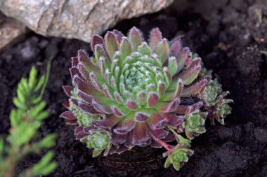 Bir Sempervivum arachnoideum kümesi, yaygın olarak örümcek ağı Houseleek olarak bilinir, bahçe topraklarında yetişir. Küçük rosetler güzel beyaz ağ benzeri liflerle kaplıdır ve bu dayanıklı sulu ve çarpıcı bir görünüme sahiptir..