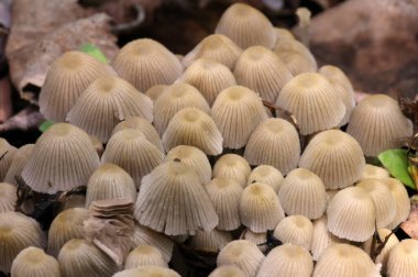 Küçük mantarlar Coprinellus yeşil yosun içinde yayılır. Coprinellus yaygın olarak peri mürekkebi ya da yeşil yosunlu asker parçacıklı kapağı olarak bilinir. 