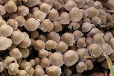 Küçük mantarlar Coprinellus yeşil yosun içinde yayılır. Coprinellus yaygın olarak peri mürekkebi ya da yeşil yosunlu asker parçacıklı kapağı olarak bilinir. 