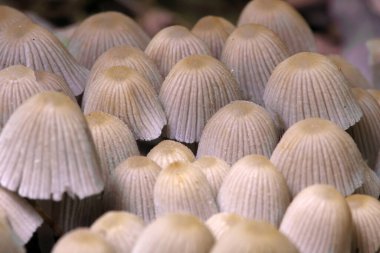 Küçük mantarlar Coprinellus yeşil yosun içinde yayılır. Coprinellus yaygın olarak peri mürekkebi ya da yeşil yosunlu asker parçacıklı kapağı olarak bilinir. 