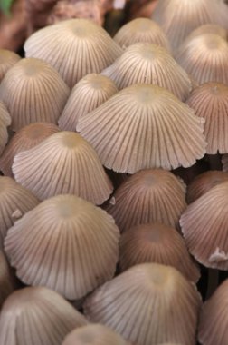 Küçük mantarlar Coprinellus yeşil yosun içinde yayılır. Coprinellus yaygın olarak peri mürekkebi ya da yeşil yosunlu asker parçacıklı kapağı olarak bilinir. 