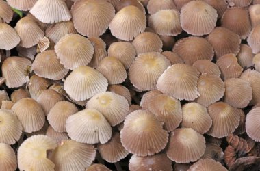 Küçük mantarlar Coprinellus yeşil yosun içinde yayılır. Coprinellus yaygın olarak peri mürekkebi ya da yeşil yosunlu asker parçacıklı kapağı olarak bilinir. 