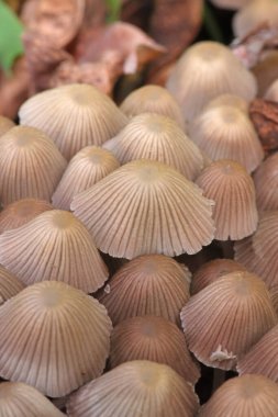 Küçük mantarlar Coprinellus yeşil yosun içinde yayılır. Coprinellus yaygın olarak peri mürekkebi ya da yeşil yosunlu asker parçacıklı kapağı olarak bilinir. 