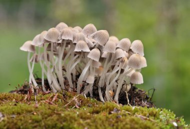 Küçük mantarlar Coprinellus yeşil yosun içinde yayılır. Coprinellus yaygın olarak peri mürekkebi ya da yeşil yosunlu asker parçacıklı kapağı olarak bilinir. 