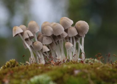 Küçük mantarlar Coprinellus yeşil yosun içinde yayılır. Coprinellus yaygın olarak peri mürekkebi ya da yeşil yosunlu asker parçacıklı kapağı olarak bilinir. 
