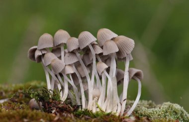 Küçük mantarlar Coprinellus yeşil yosun içinde yayılır. Coprinellus yaygın olarak peri mürekkebi ya da yeşil yosunlu asker parçacıklı kapağı olarak bilinir. 