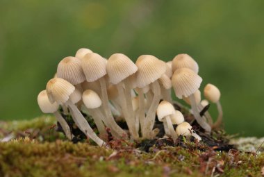 Küçük mantarlar Coprinellus yeşil yosun içinde yayılır. Coprinellus yaygın olarak peri mürekkebi ya da yeşil yosunlu asker parçacıklı kapağı olarak bilinir. 
