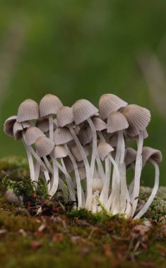 Küçük mantarlar Coprinellus yeşil yosun içinde yayılır. Coprinellus yaygın olarak peri mürekkebi ya da yeşil yosunlu asker parçacıklı kapağı olarak bilinir. 