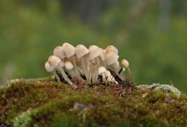 Küçük mantarlar Coprinellus yeşil yosun içinde yayılır. Coprinellus yaygın olarak peri mürekkebi ya da yeşil yosunlu asker parçacıklı kapağı olarak bilinir. 