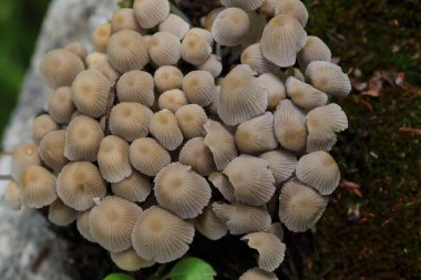 Küçük mantarlar Coprinellus yeşil yosun içinde yayılır. Coprinellus yaygın olarak peri mürekkebi ya da yeşil yosunlu asker parçacıklı kapağı olarak bilinir. 