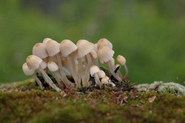 Küçük mantarlar Coprinellus yeşil yosun içinde yayılır. Coprinellus yaygın olarak peri mürekkebi ya da yeşil yosunlu asker parçacıklı kapağı olarak bilinir. 