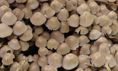 Küçük mantarlar Coprinellus yeşil yosun içinde yayılır. Coprinellus yaygın olarak peri mürekkebi ya da yeşil yosunlu asker parçacıklı kapağı olarak bilinir. 